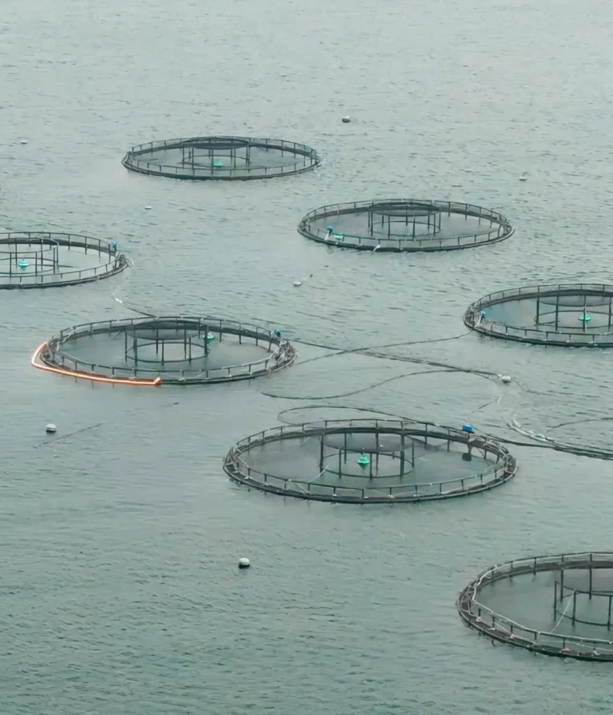 Drone photo of salmon farm cages